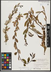 Foto von Salix triandra subsp. amygdalina (L.) Schübl. & G. Martens